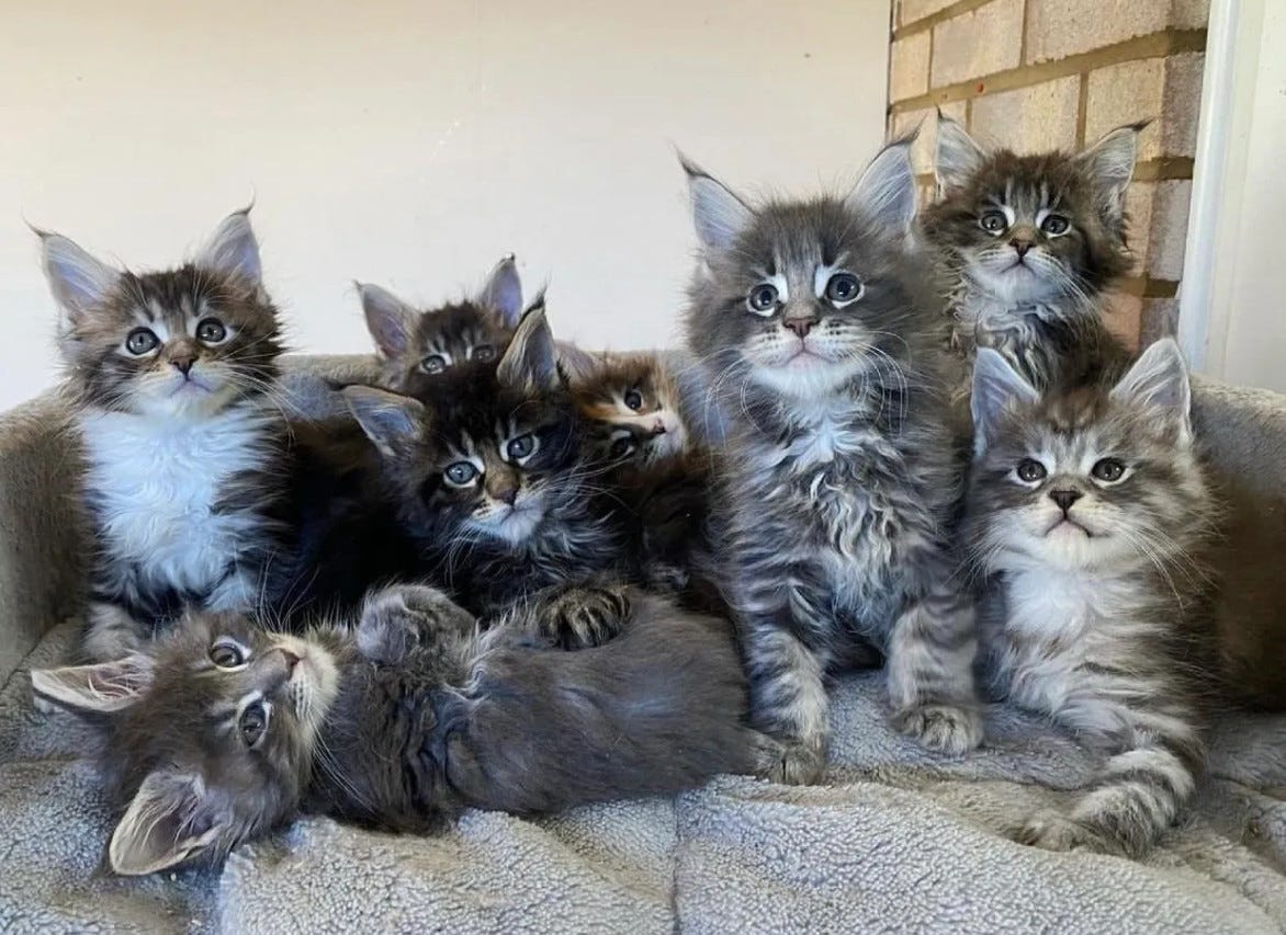 Maine Coon Kittens Cost: What to Expect and Budget For Maine Coon Kittens Cost: What to Expect and Budget For