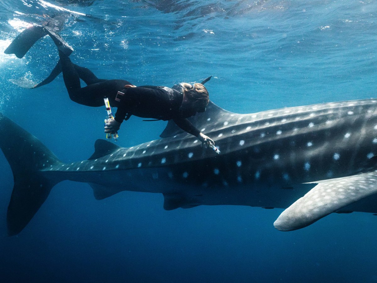 Are white patches on whale shark skin cause for concern? Are white patches on whale shark skin cause for concern?