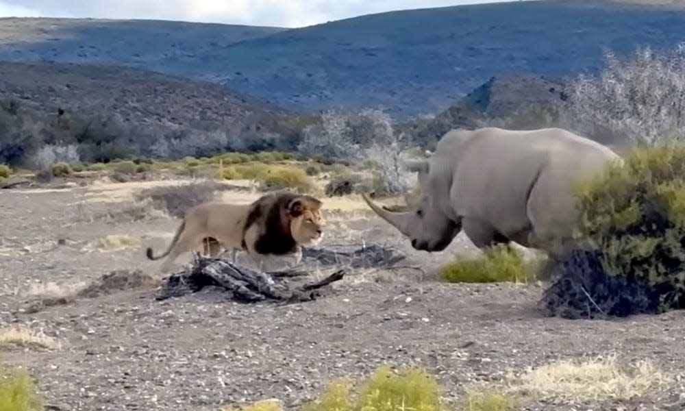 Lions think they can take down a rhino; boy, were they wrong Lions think they can take down a rhino; boy, were they wrong