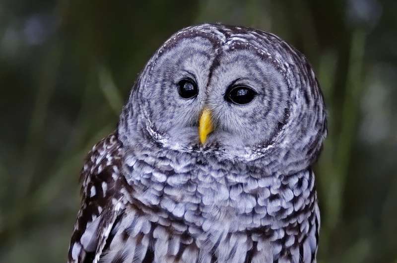 Plan to shoot thousands of West Coast owls ignites protest Plan to shoot thousands of West Coast owls ignites protest
