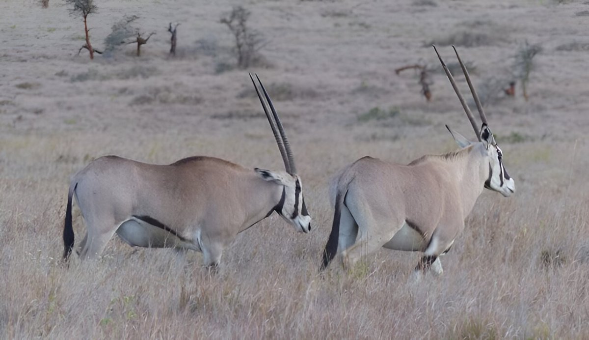 Most male mammals are not bigger than females: New analysis of more than 400 species Most male mammals are not bigger than females: New analysis of more than 400 species