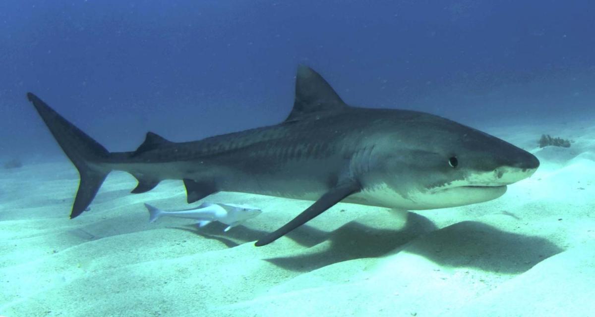 Tiger shark vomits echidna, shocking Australian scientists Tiger shark vomits echidna, shocking Australian scientists