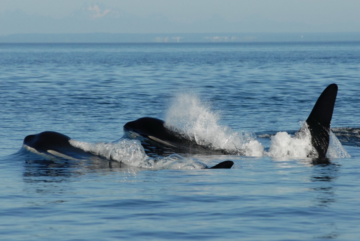 Research suggests that menopause explains why some female whales live so long Research suggests that menopause explains why some female whales live so long