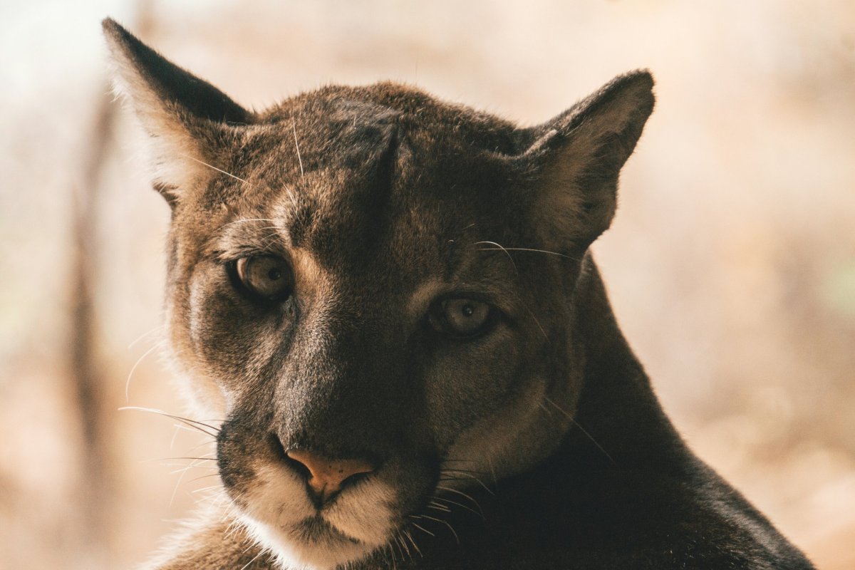 Cougar leaps into backyard near future site of Annenberg Wildlife Crossing Cougar leaps into backyard near future site of Annenberg Wildlife Crossing