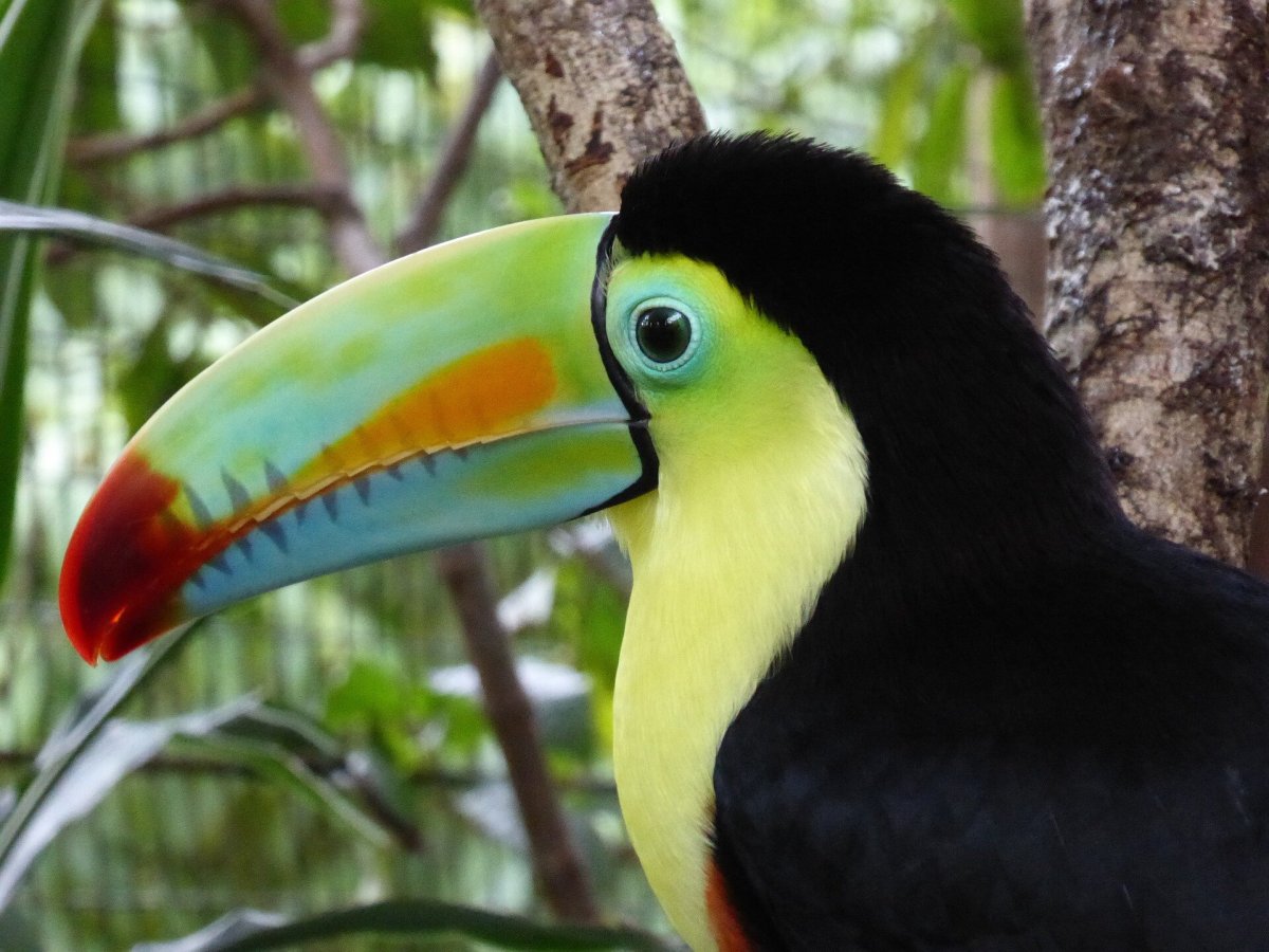 Cocaine trafficking threatens critical bird habitats, new study shows Cocaine trafficking threatens critical bird habitats, new study shows