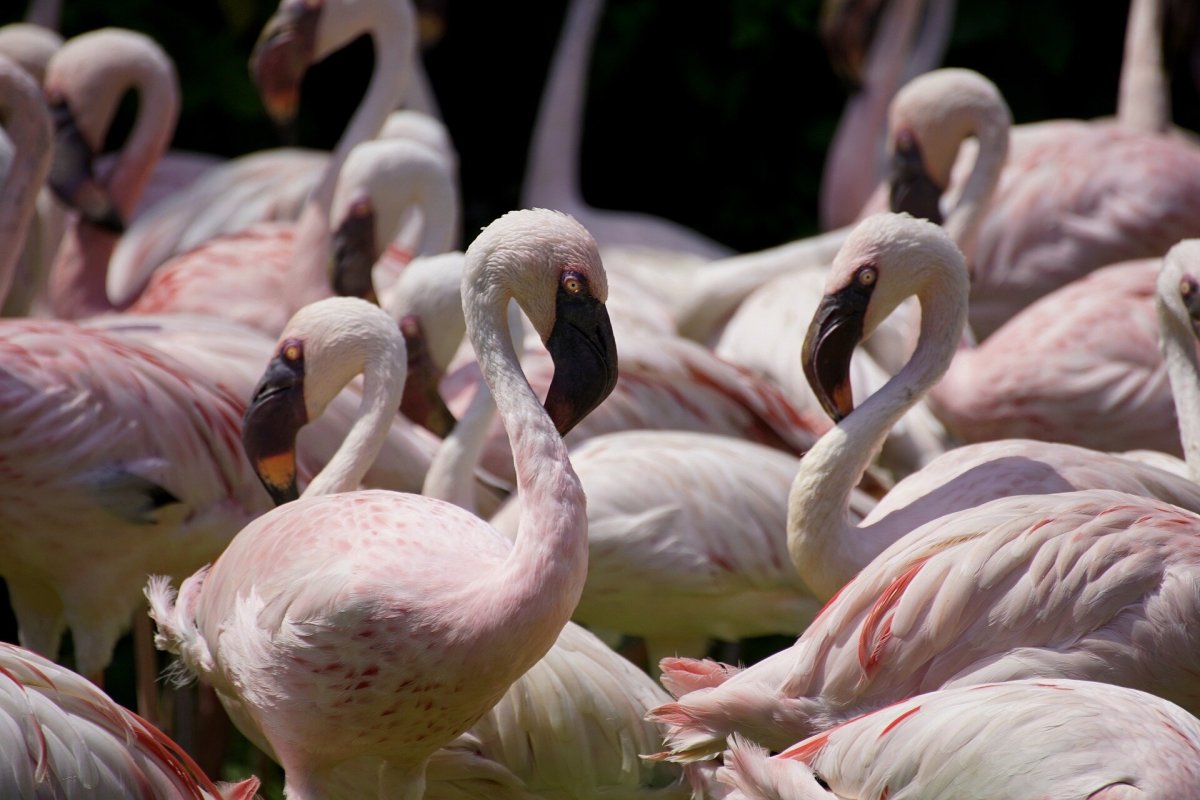 Africa’s iconic flamingos threatened by rising lake levels, study shows Africa’s iconic flamingos threatened by rising lake levels, study shows