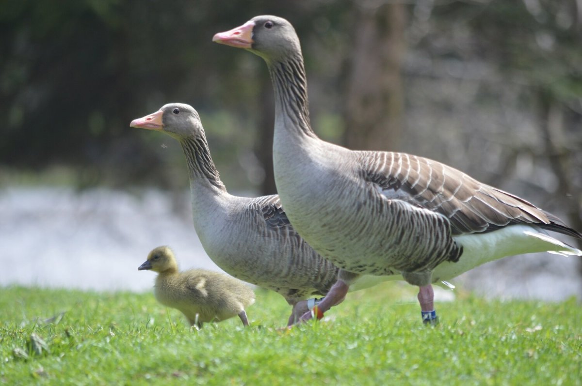 Greylag geese with similar personalities have higher hatching success, study suggests Greylag geese with similar personalities have higher hatching success, study suggests