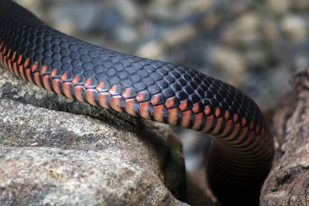 Snakes in the city: Ten years of wildlife rescues reveal insights into human-reptile interactions Snakes in the city: Ten years of wildlife rescues reveal insights into human-reptile interactions