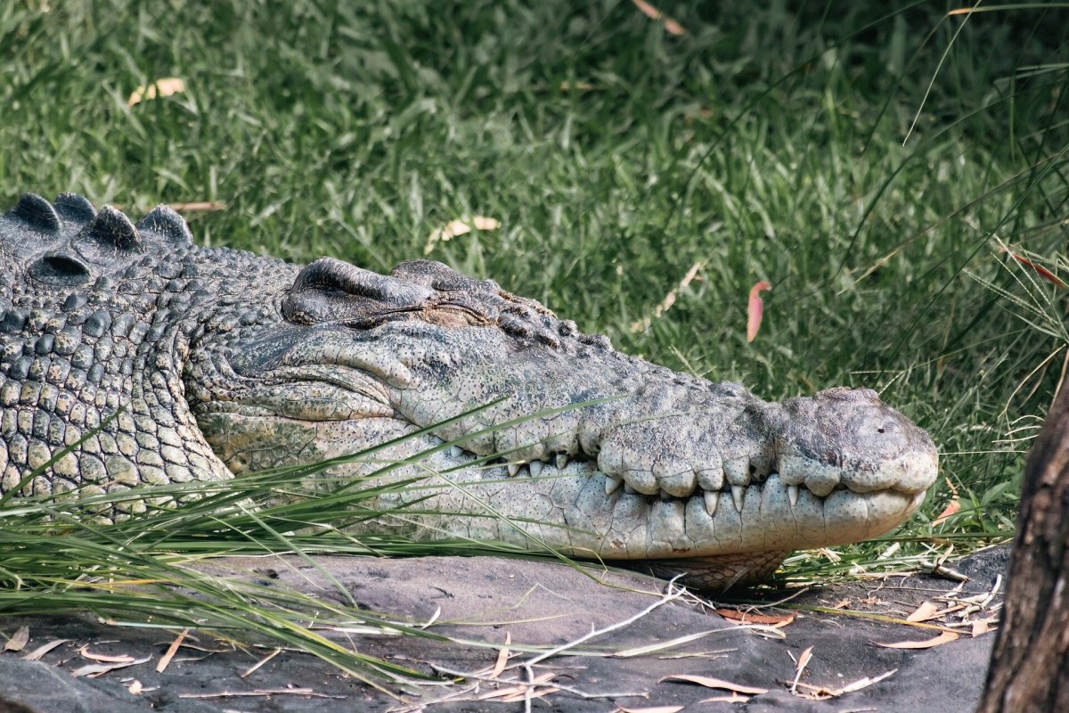Videos of people feeding crocodiles at site of latest attack are deeply concerning, says expert Videos of people feeding crocodiles at site of latest attack are deeply concerning, says expert