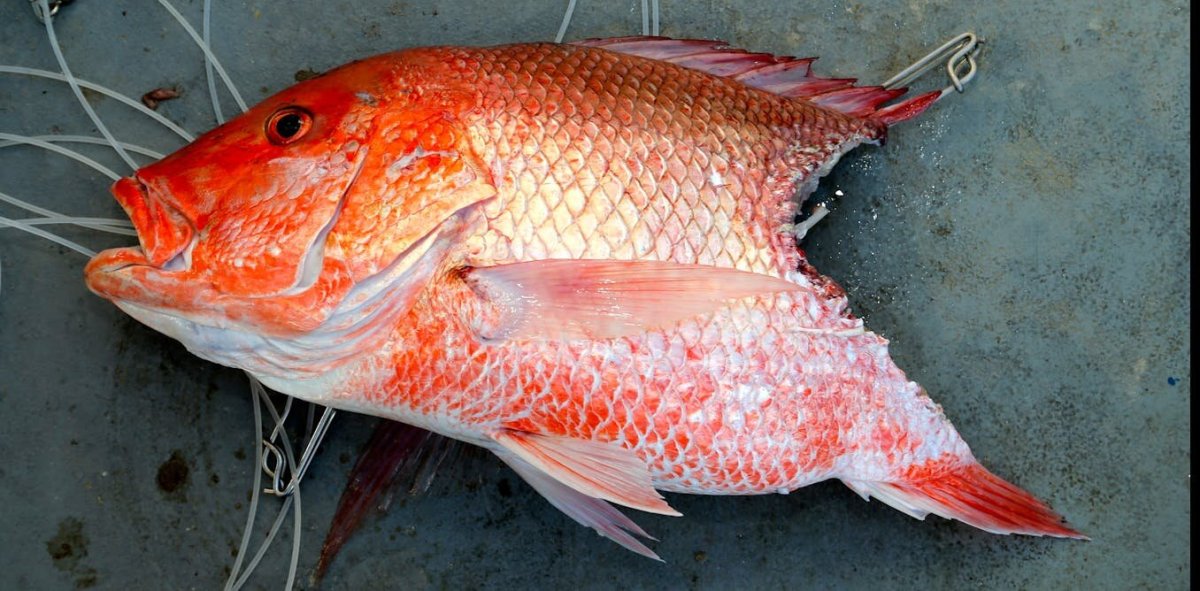 Sharks are taking a bite out of anglers’ catch in the Gulf of Mexico, but culling isn’t likely to help Sharks are taking a bite out of anglers’ catch in the Gulf of Mexico, but culling isn’t likely to help