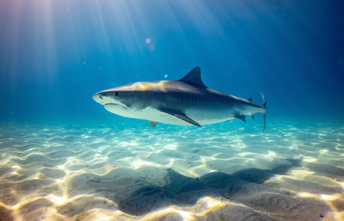 Why are sharks coming to Boston Harbor? Researchers believe it’s a nursery ground Why are sharks coming to Boston Harbor? Researchers believe it’s a nursery ground