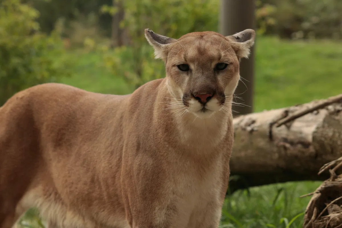Family Picnic Gone Wrong: Mountain Lion Mauls Young Boy Family Picnic Gone Wrong: Mountain Lion Mauls Young Boy