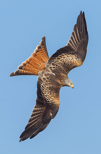 Review: The Bird Atlas tracks changes of Britain and Ireland’s birds Review: The Bird Atlas tracks changes of Britain and Ireland’s birds