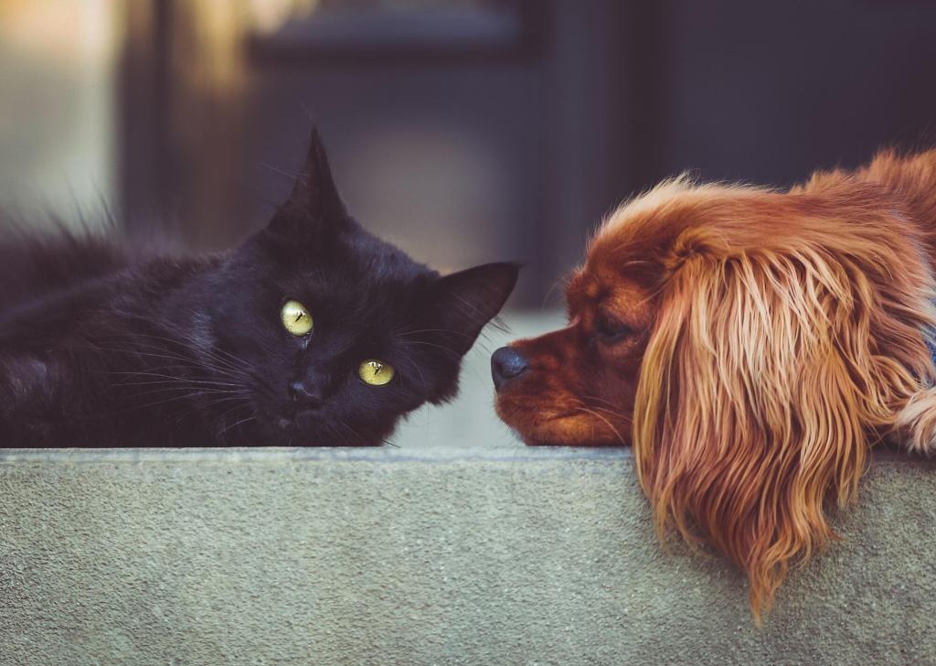 8 benefícios dos suplementos holísticos de animais de estimação que você precisa saber 8 benefícios dos suplementos holísticos de animais de estimação que você precisa saber