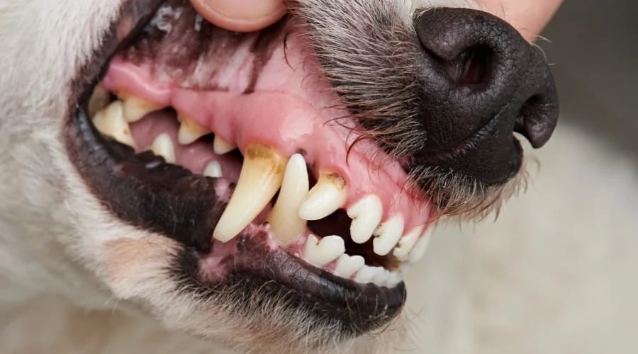 Fraturas de laje em cães: O que eles são e o que você deve fazer? Fraturas de laje em cães: O que eles são e o que você deve fazer?