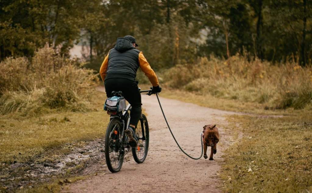 PAWS, PEDALS E PAVEMENT: A MELHOR CHELA DE DOGO PARA ACIMAR PAWS, PEDALS E PAVEMENT: A MELHOR CHELA DE DOGO PARA ACIMAR