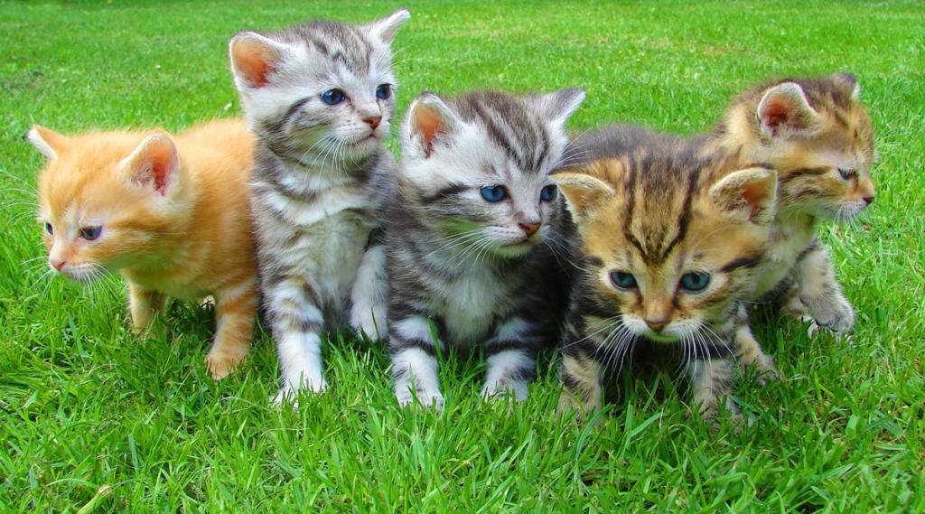 Melhores histórias de gatos para convencer sua família a adotar um gato Melhores histórias de gatos para convencer sua família a adotar um gato