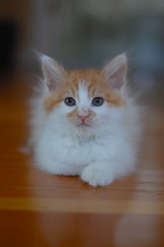 Sete atualizações de gatinho em um post! Sete atualizações de gatinho em um post!