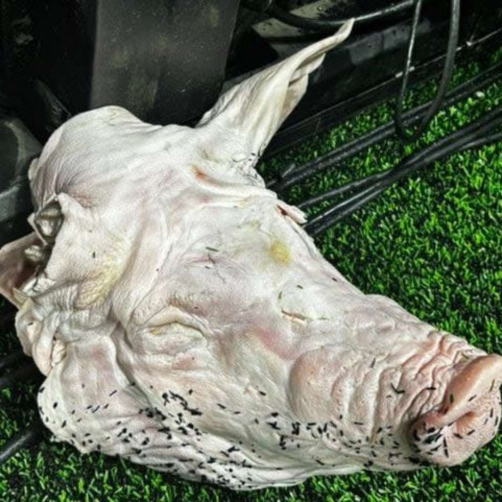 Watch: Pig’s head thrown onto pitch in a single soccer’s greatest derbies Watch: Pig’s head thrown onto pitch in a single soccer’s greatest derbies