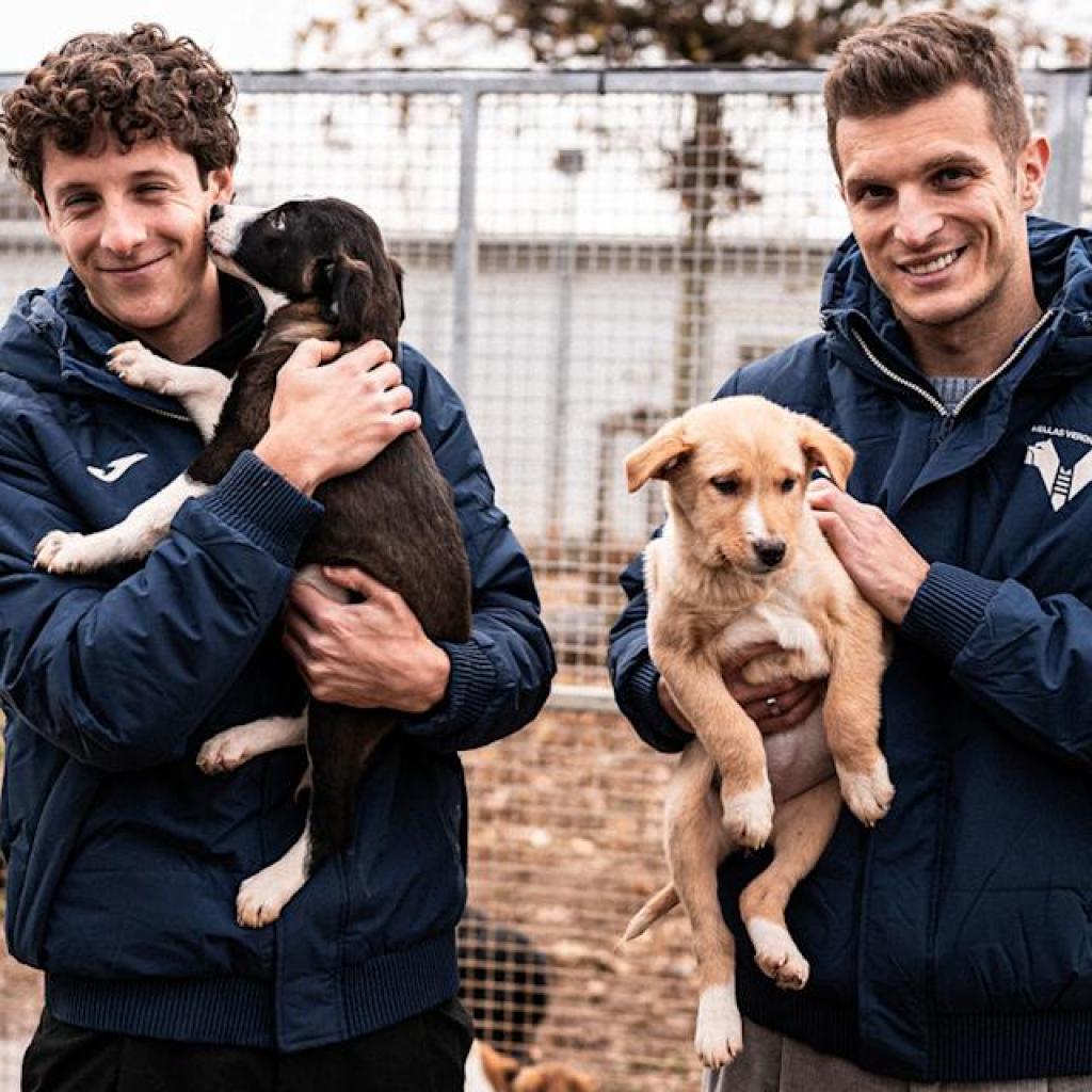 Verona and Milan gamers to hold rescue puppies for Serie A recreation Verona and Milan gamers to hold rescue puppies for Serie A recreation