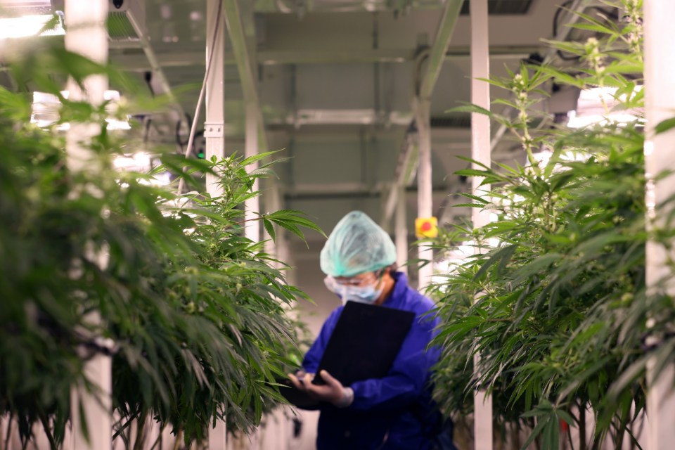 EFL club using police-seized lights from cannabis factory to maintain pitch EFL club using police-seized lights from cannabis factory to maintain pitch