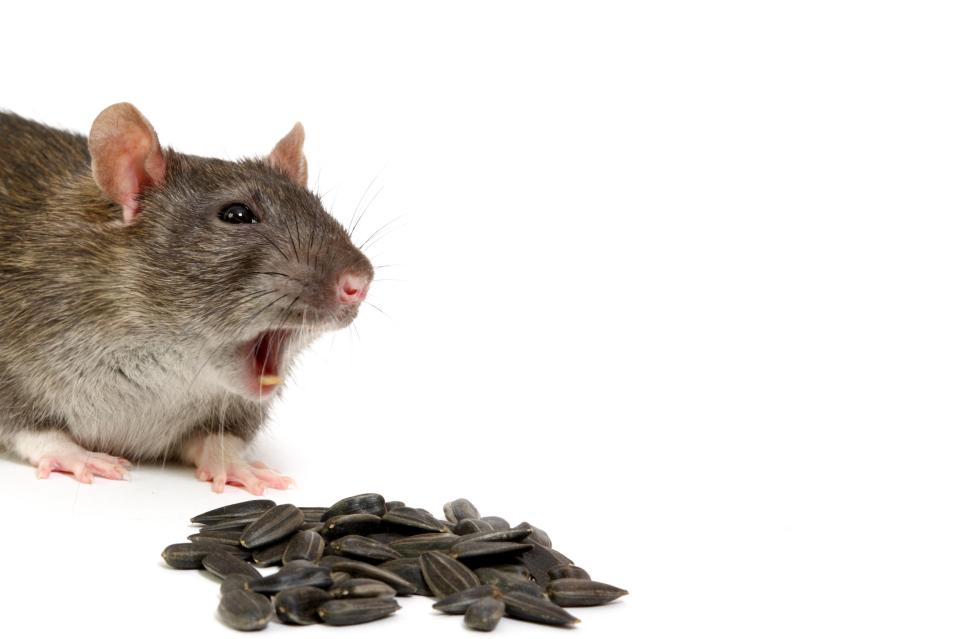 Football club ban fans from eating sunflower seeds to protect stadium from ruin Football club ban fans from eating sunflower seeds to protect stadium from ruin