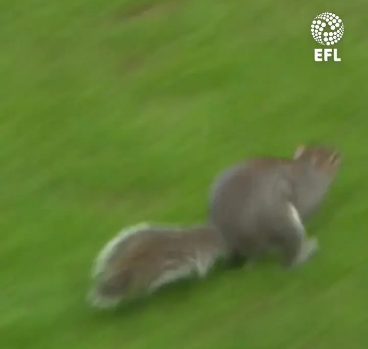 Watch bizarre moment an excited SQUIRREL joins in the attack for Norwich's goal Watch bizarre moment an excited SQUIRREL joins in the attack for Norwich's goal