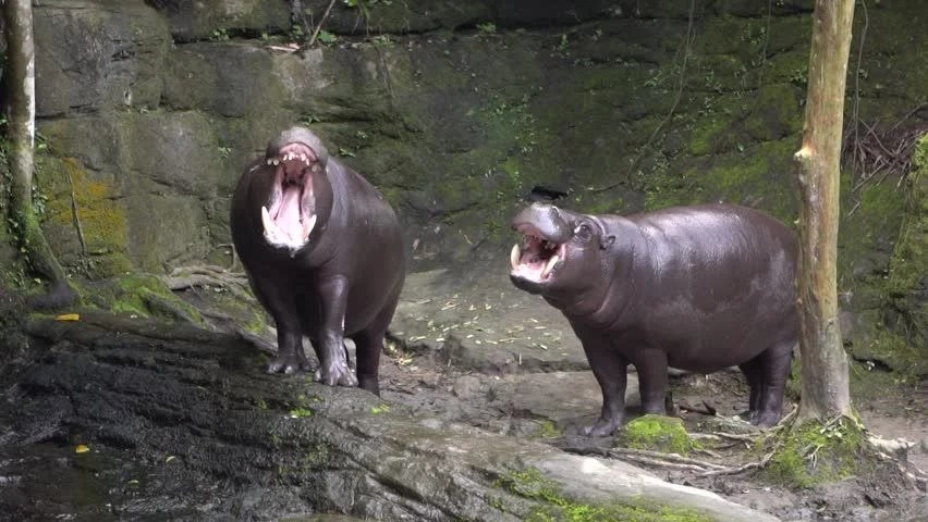 Ex-Chelsea star Rudiger sells signed shirt to help save endangered pygmy hippos Ex-Chelsea star Rudiger sells signed shirt to help save endangered pygmy hippos