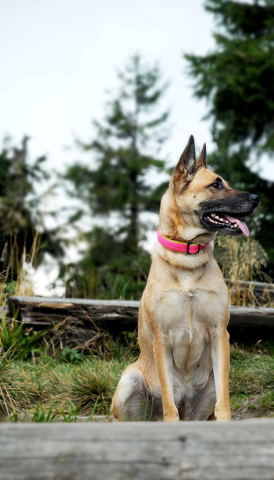 World Cup winner's £20,000 'gorilla' guard dog saves terrified Wag from burglars World Cup winner's £20,000 'gorilla' guard dog saves terrified Wag from burglars