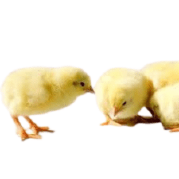 CHI Day Old Broiler Chicks CHI Day Old Broiler Chicks