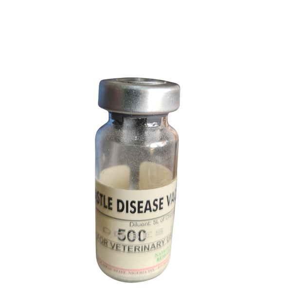 Local Lasota 500doz Local Lasota 500doz