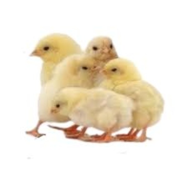 Zartech Broiler Zartech Broiler