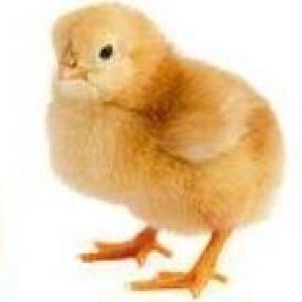 CHI ISA Brown Day Old Pullets CHI ISA Brown Day Old Pullets