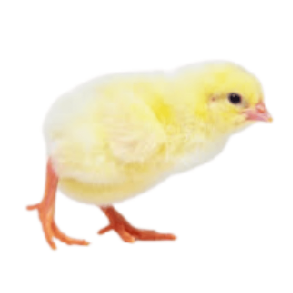 Agritech Broiler Agritech Broiler