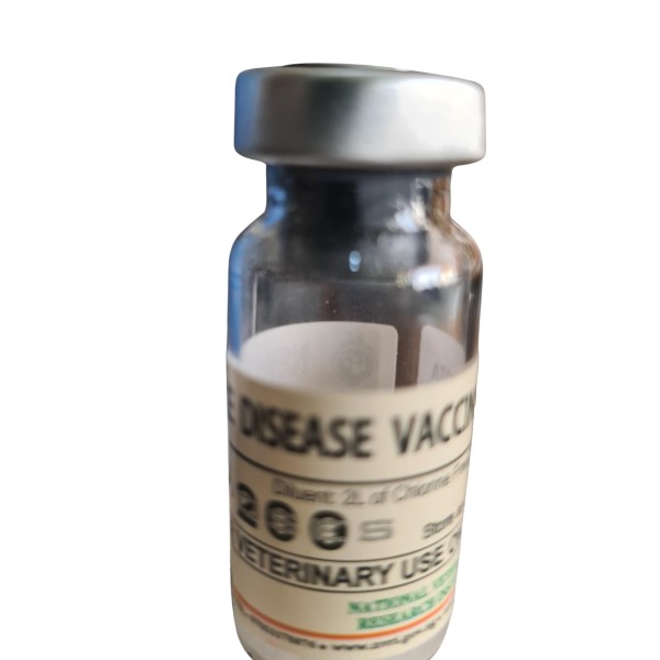 Local Lasota 200doz Local Lasota 200doz