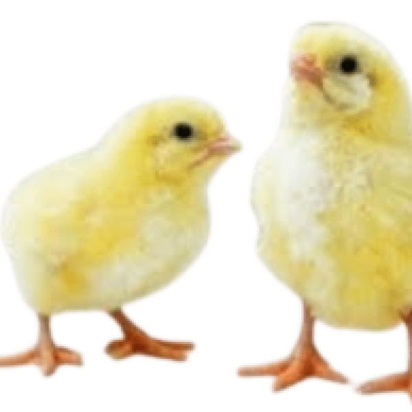 Dayntee Day Old Broilers Dayntee Day Old Broilers
