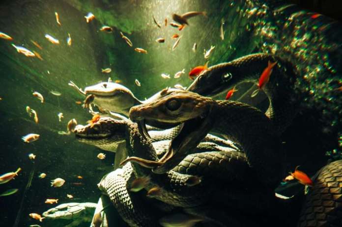 Aquaventure World Enhances Aquarium with Interactive Features and Immersive Projections Aquaventure World Enhances Aquarium with Interactive Features and Immersive Projections