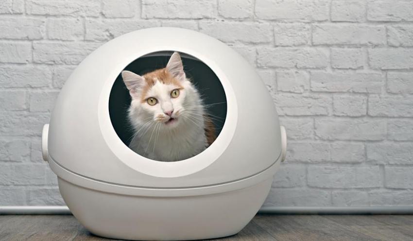 Best Litters Packing containers in 2022 Best Litters Packing containers in 2022