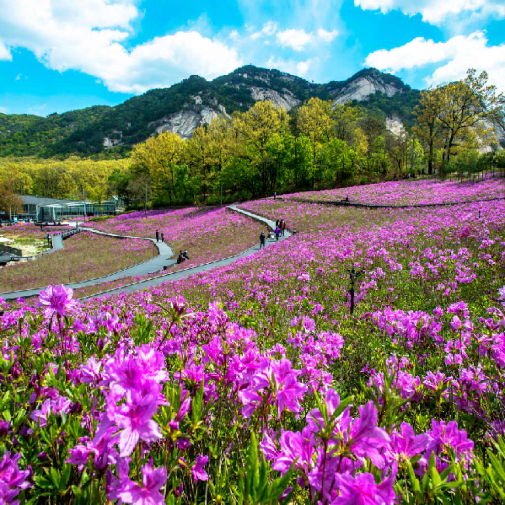 2023년 불암산 철쭉제 2023년 불암산 철쭉제