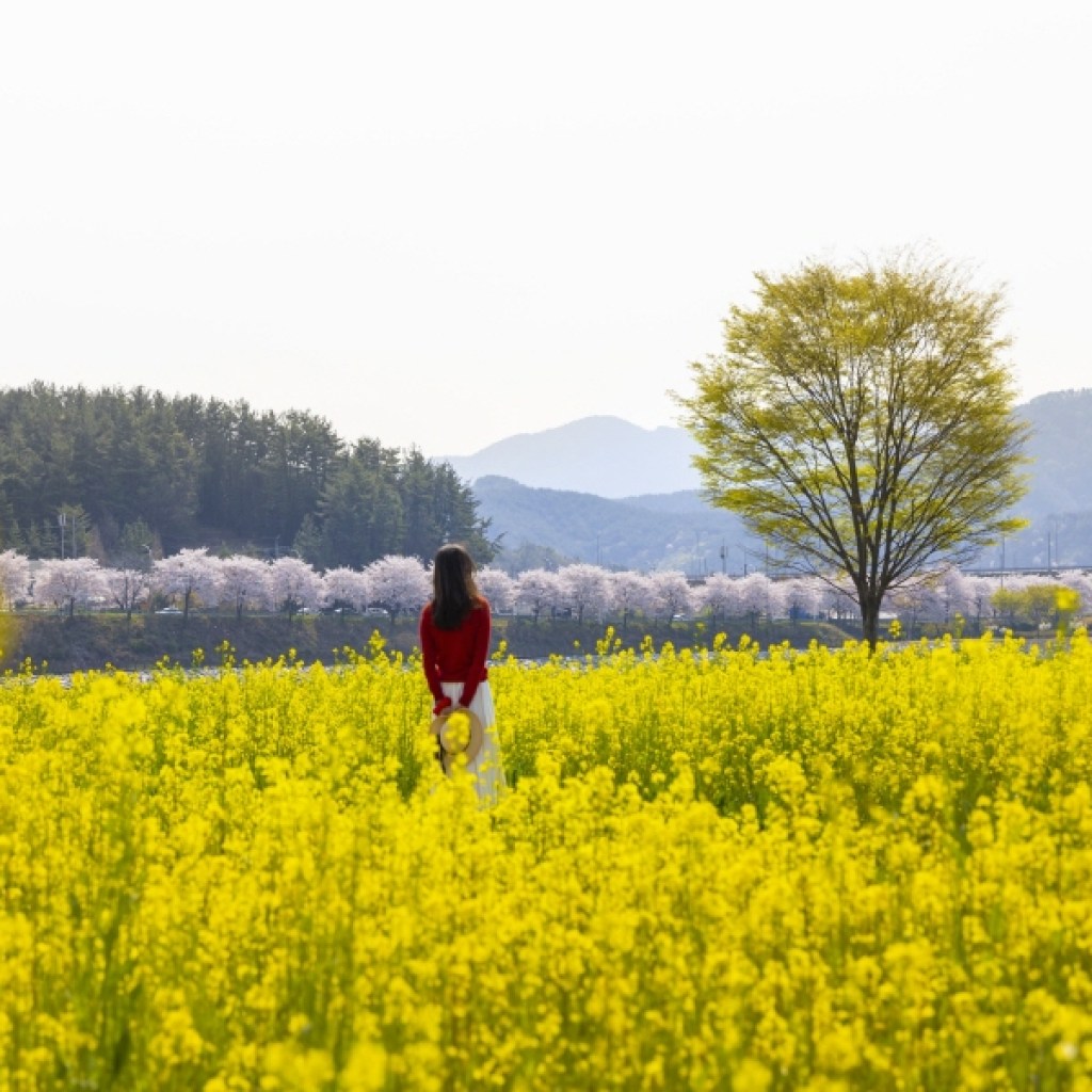광양시, 4월 광양 가볼 만한 곳 광양시, 4월 광양 가볼 만한 곳