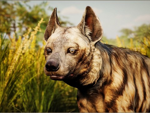 Animalia – Striped Hyena (male) UE4.25+VIP Animalia – Striped Hyena (male) UE4.25+VIP