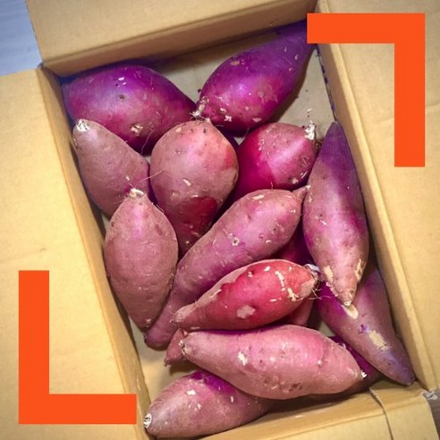 파머스넷 세척 무농약 꿀밤고구마 정품, 세척 무농약 꿀고구마 3kg 중(50g~80g), 1개