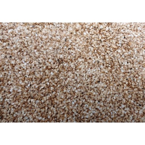 더덕씨앗 30g/50g/60g/더덕종자, 60g