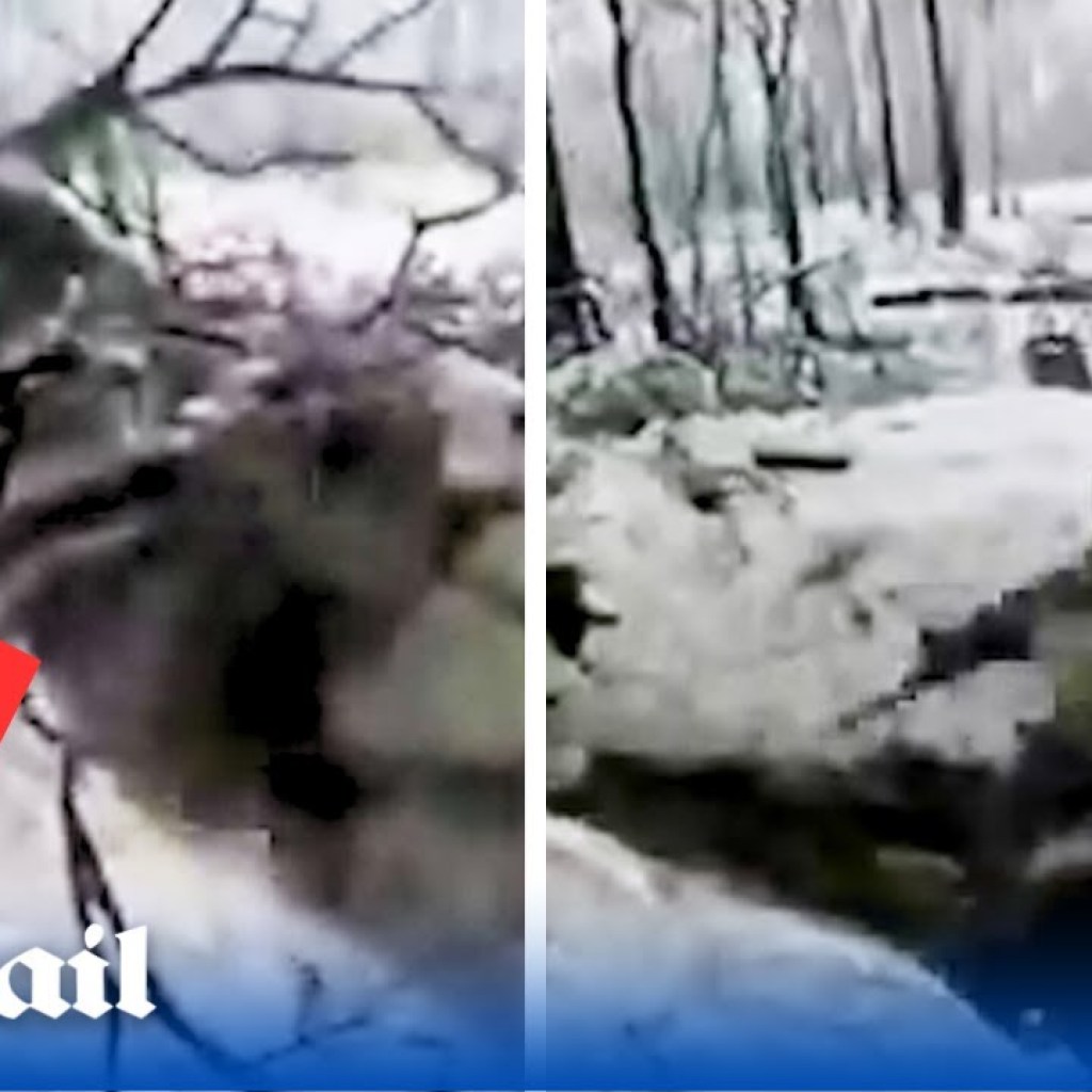 Ukraine elite forces clear Russian trenches with heavy fire in the Serebryansky Forest Ukraine elite forces clear Russian trenches with heavy fire in the Serebryansky Forest
