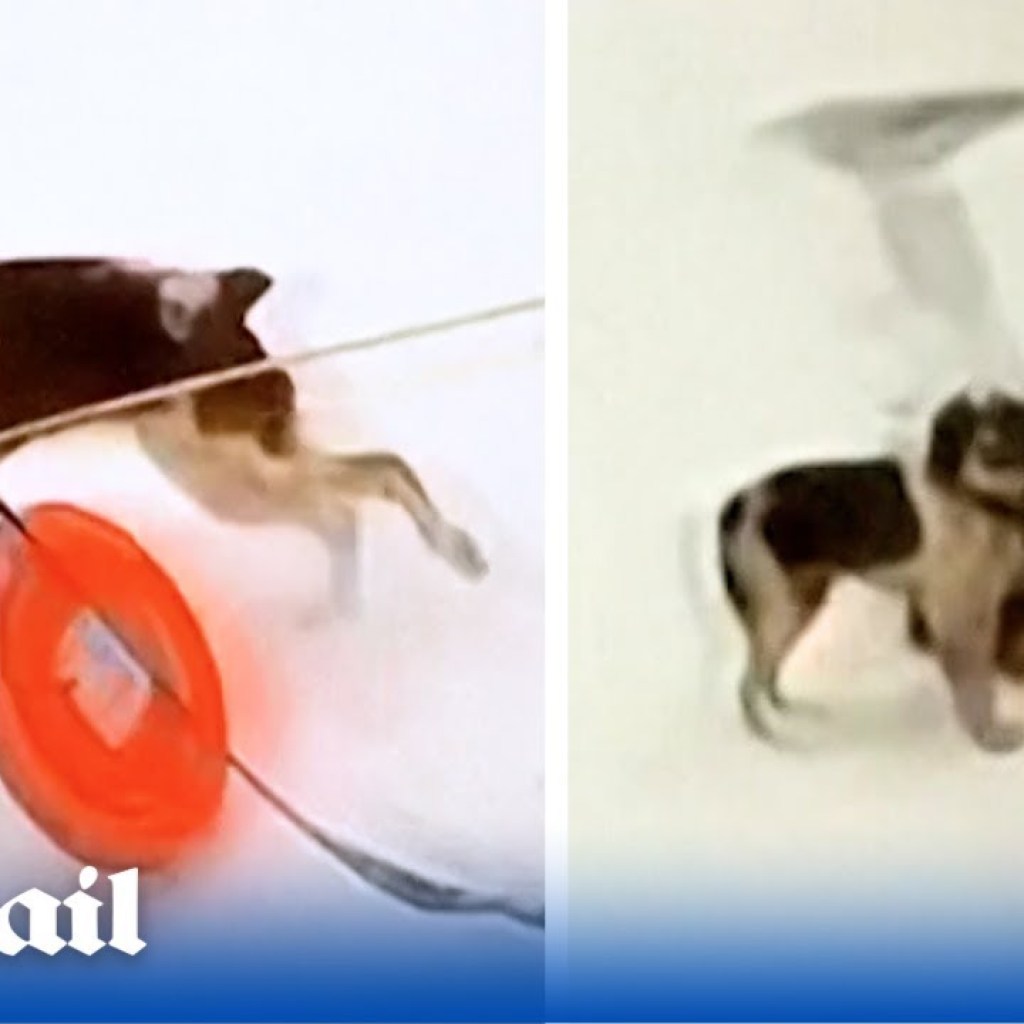 Hero dog Ruby helps rescue man from ice-covered lake in Michigan Hero dog Ruby helps rescue man from ice-covered lake in Michigan