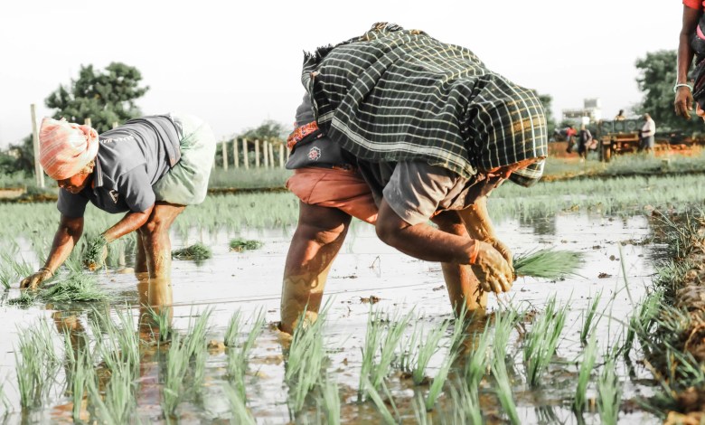 PM-Kisan Issue 20: Will farmers pay the next time this month? Check for the latest updates PM-Kisan Issue 20: Will farmers pay the next time this month? Check for the latest updates