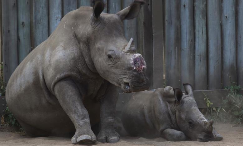 Cutting off Rhinos’ horns is the last lawsuit to stop poaching. A new study finds it works Cutting off Rhinos’ horns is the last lawsuit to stop poaching. A new study finds it works