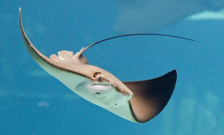 Stingray attacks Woman 68 and pierces her with a 6-inch barb, leaving “bleed” from her arm Stingray attacks Woman 68 and pierces her with a 6-inch barb, leaving “bleed” from her arm