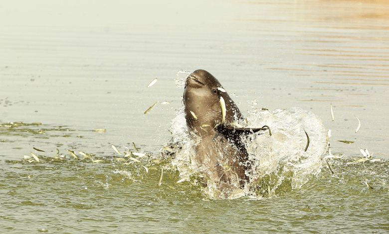 The poem spans 1,400 years tells the story of a respected dolphin The poem spans 1,400 years tells the story of a respected dolphin