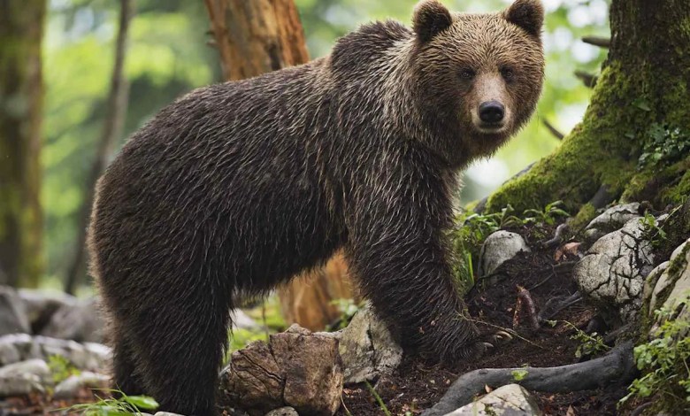 Hunter reports missing in statements warning in mountain areas after multiple attacks Hunter reports missing in statements warning in mountain areas after multiple attacks